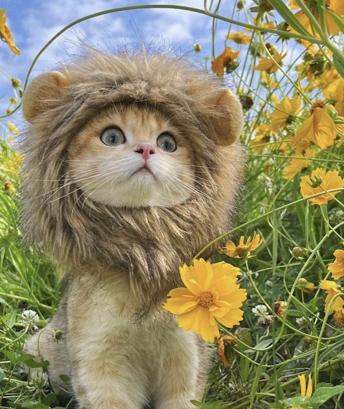 Lion Mane Wig