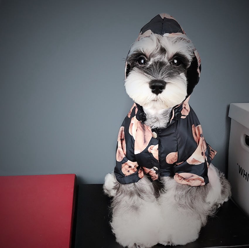 Chic Puppy Autumn Raincoat - Petmosphere