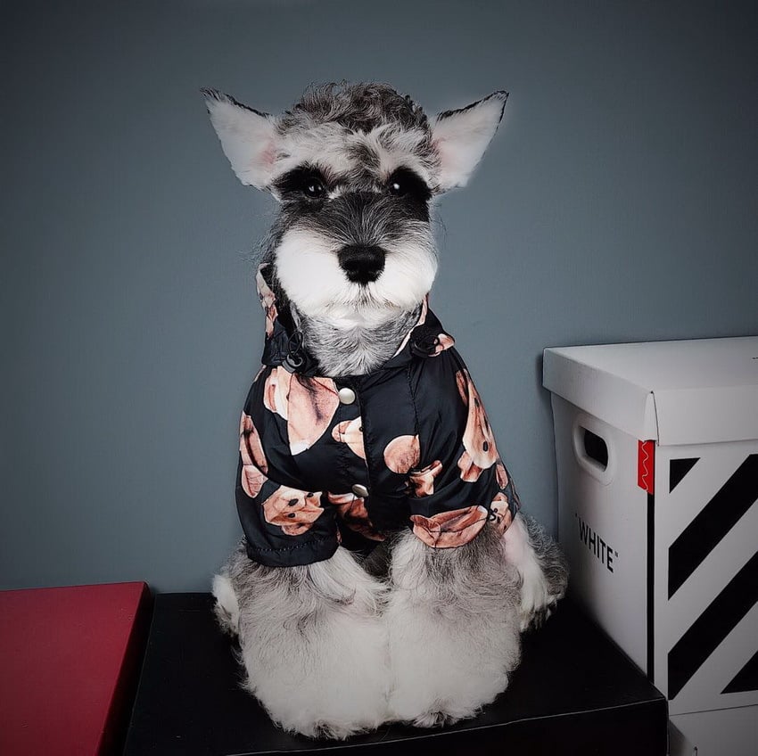 Chic Puppy Autumn Raincoat - Petmosphere