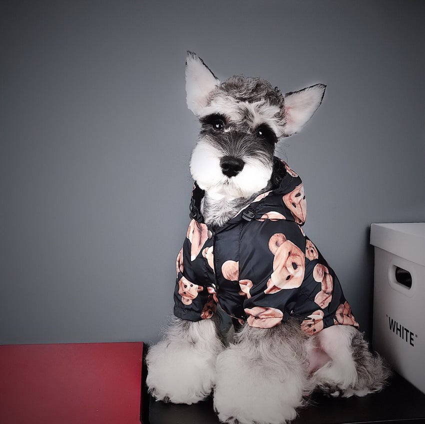 Chic Puppy Autumn Raincoat - Petmosphere