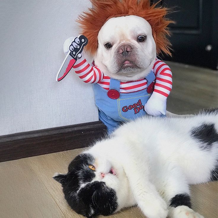 Pirate - Inspired Pet Costumes for Halloween - Petmosphere