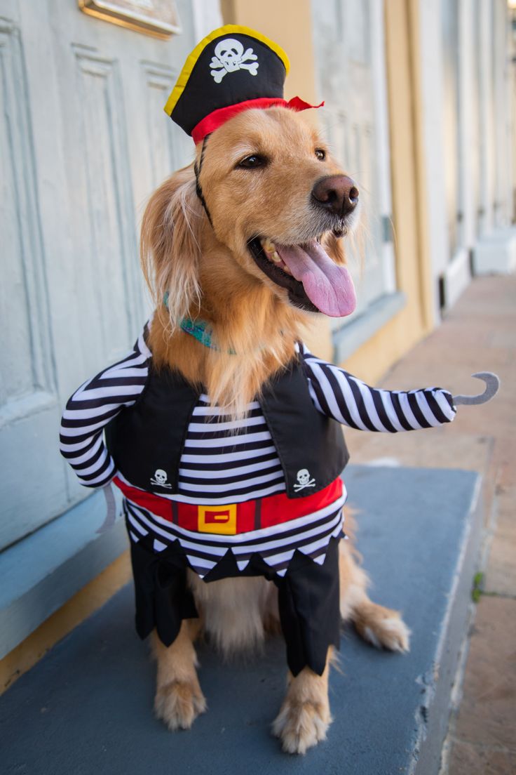 Pirate - Inspired Pet Costumes for Halloween - Petmosphere